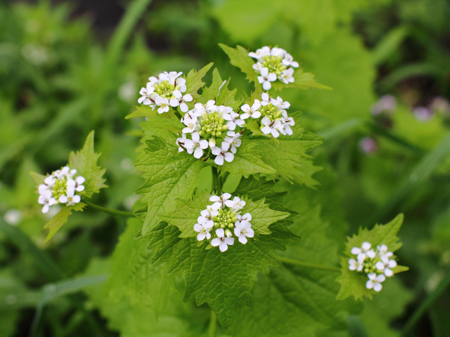 Photo of garlic mustard, Green sharp shaped leaf with small white flowers